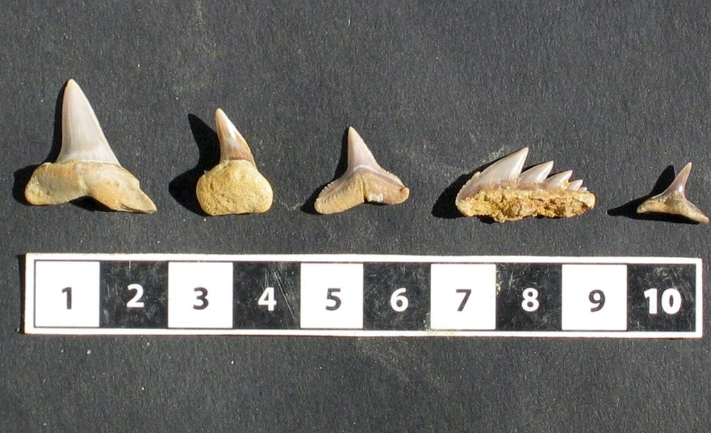 Rankkasateiden aiheuttama erikoinen ilmiö Yhdysvaltojen Marylandissa - miljoonia vuosia vanhoja hain hampaita huuhtoutui rannalle