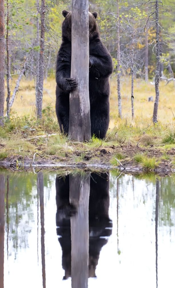 Vuoden hauskin luontokuva -kilpailun finalistikuvat