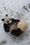 Lumi-panda alkoi heti leikkiä puupallollaan.