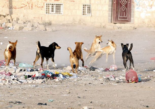 Kulkukoiria Jemenin Sanaassa.