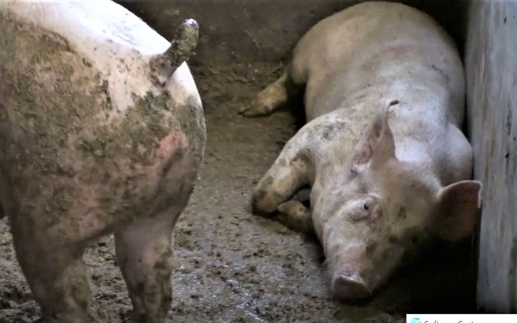 Sontaiset ja sairaat siat järsivät toisiaan – viran­omaisvideo järkyttää