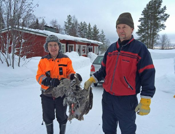 Tämä näky pysäytti luontokuvaajien matkan viime viikolla Kuusamossa: Matti Nivala (vas.) ja Tarmo Rontti roikottivat kanahaukan tappamaa lapinpöllöä.
