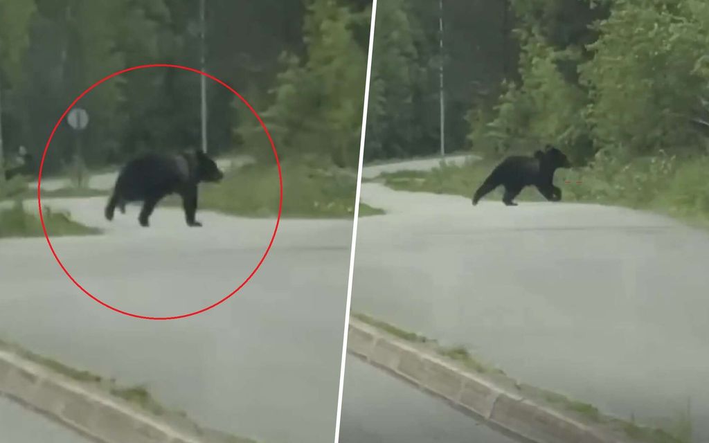 Tästä karhunpennusta poliisi nyt varoittaa – Video julki