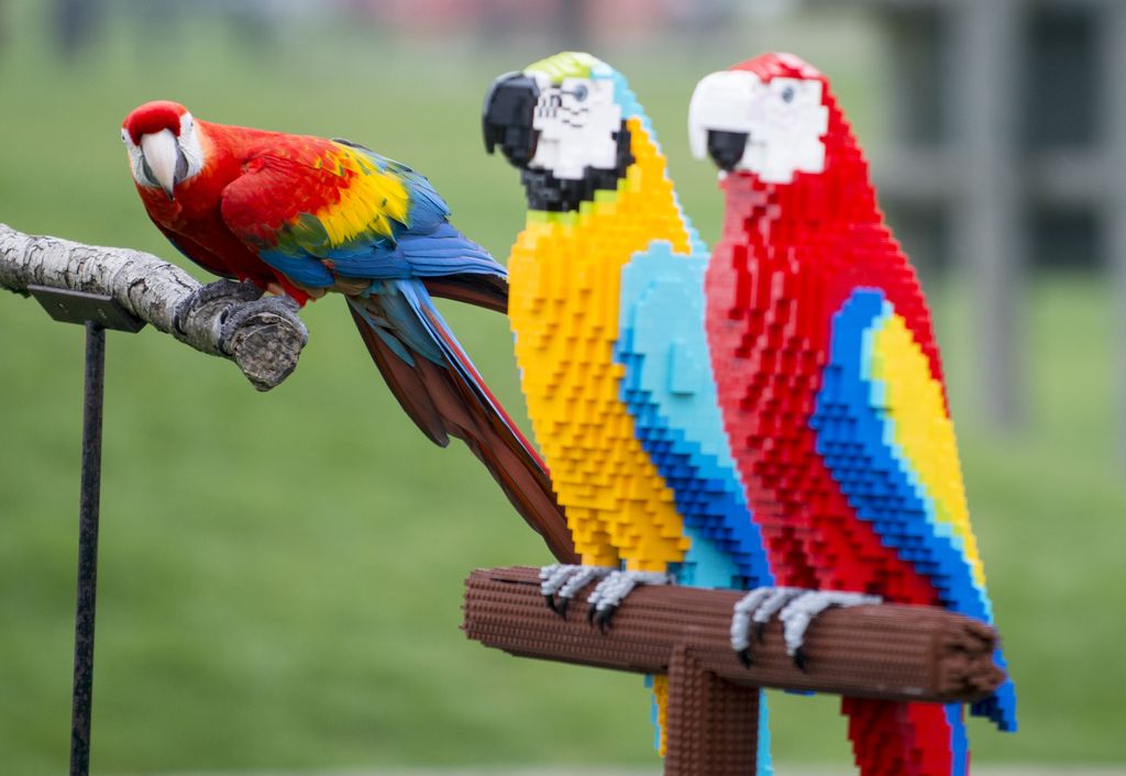 Lelulinnut hämmensivät eläintarhan asukkaita - katso värikkäät kuvat tutustumisesta