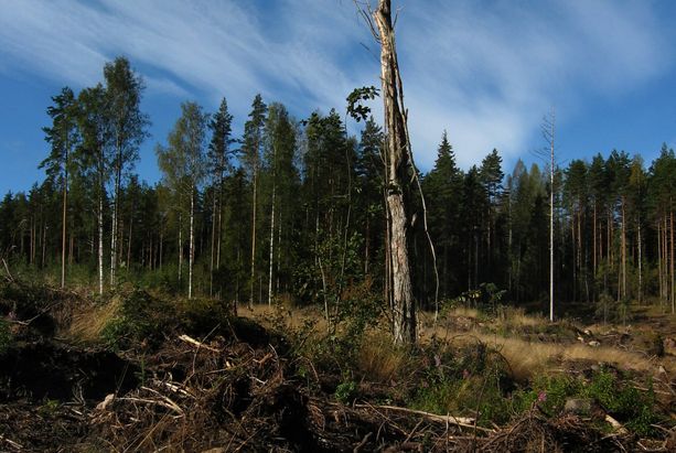 Metsä ei kuitenkaan voi olla kaikkea kaikille loputtomasti. EU:n asiantuntijaryhmä on jo kertaalleen palauttanut Suomen hiilinielulaskelmat epärealistisina. Kuvituskuva.