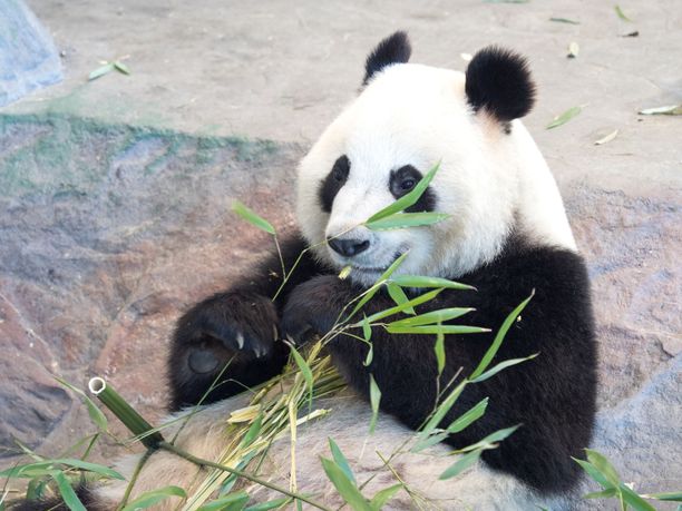 Ähtärin Lumi-panda saattaa odottaa pentua