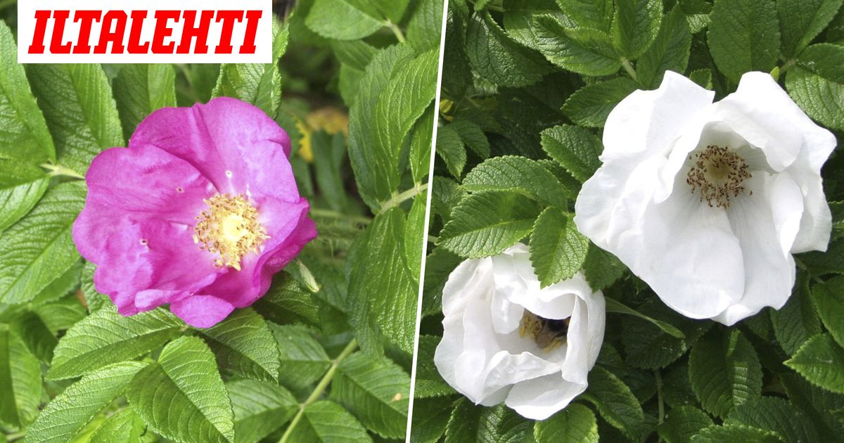 www.iltalehti.fi