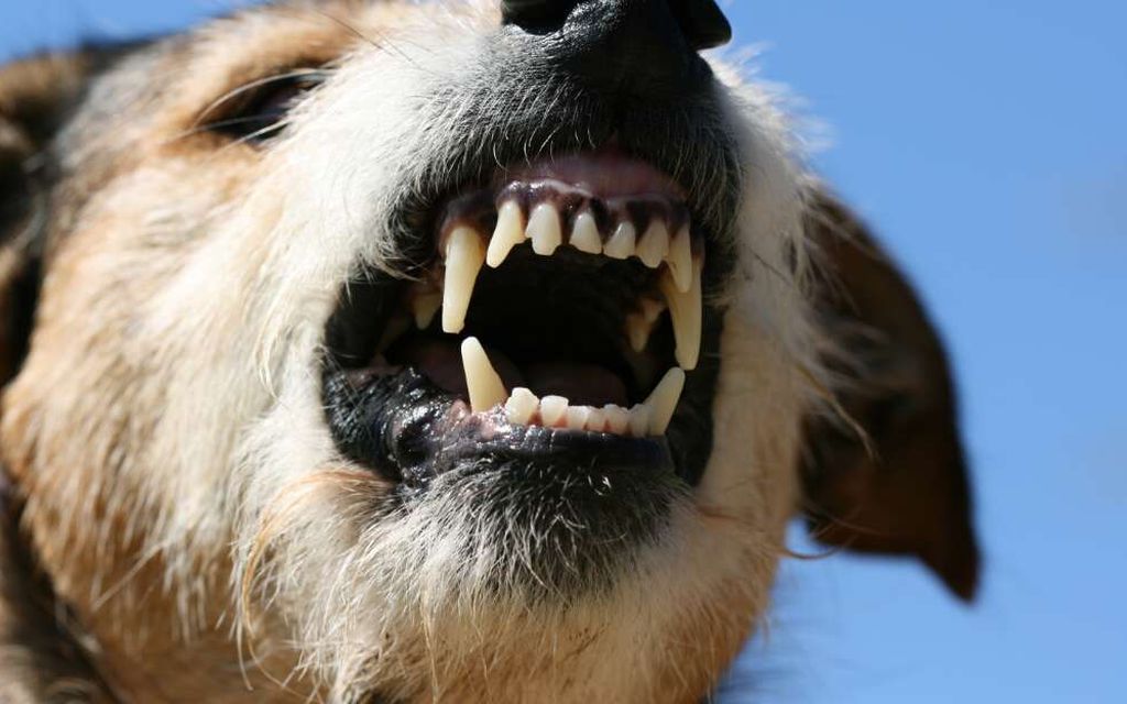 Koira retuutti kaksivuotiaan kuoliaaksi – Asiantuntija: Ihmiset eivät tunnista koiran raivoa
