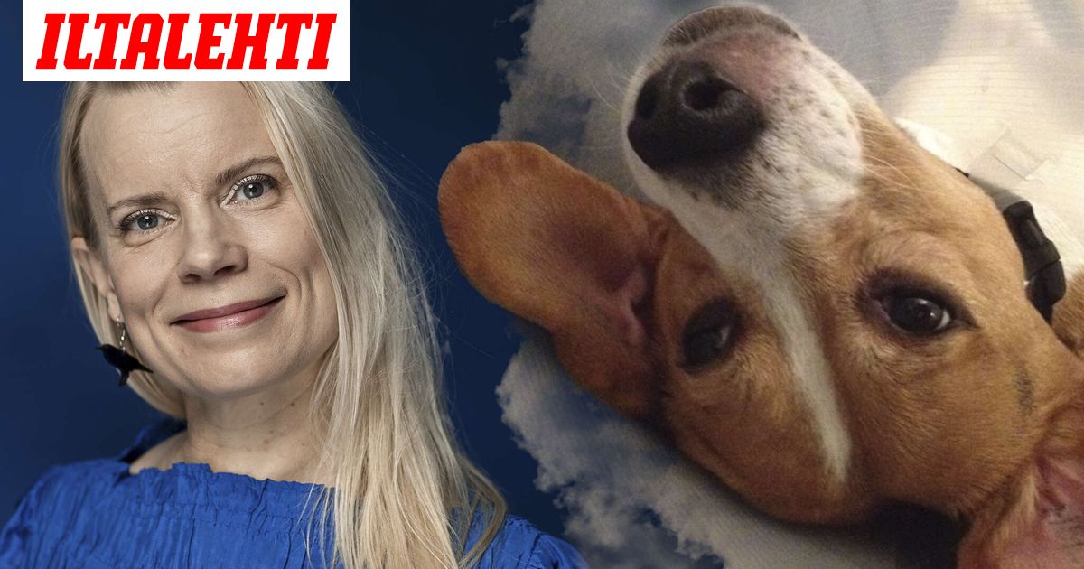 Mia adoptoi kaksi Suomessa koe-eläimenä elänyttä koiraa: ”Takertui ihmisiin kuin hukkuva pelastusrenkaaseen”