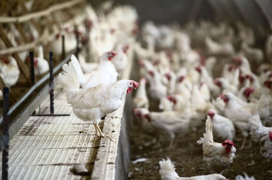 Greater than 4,000 chickens belonging to entrepreneurs have been gassed to demise resulting from an incorrect pattern – Now the Meals Company has new data
 – 2024-07-06 12:15:59