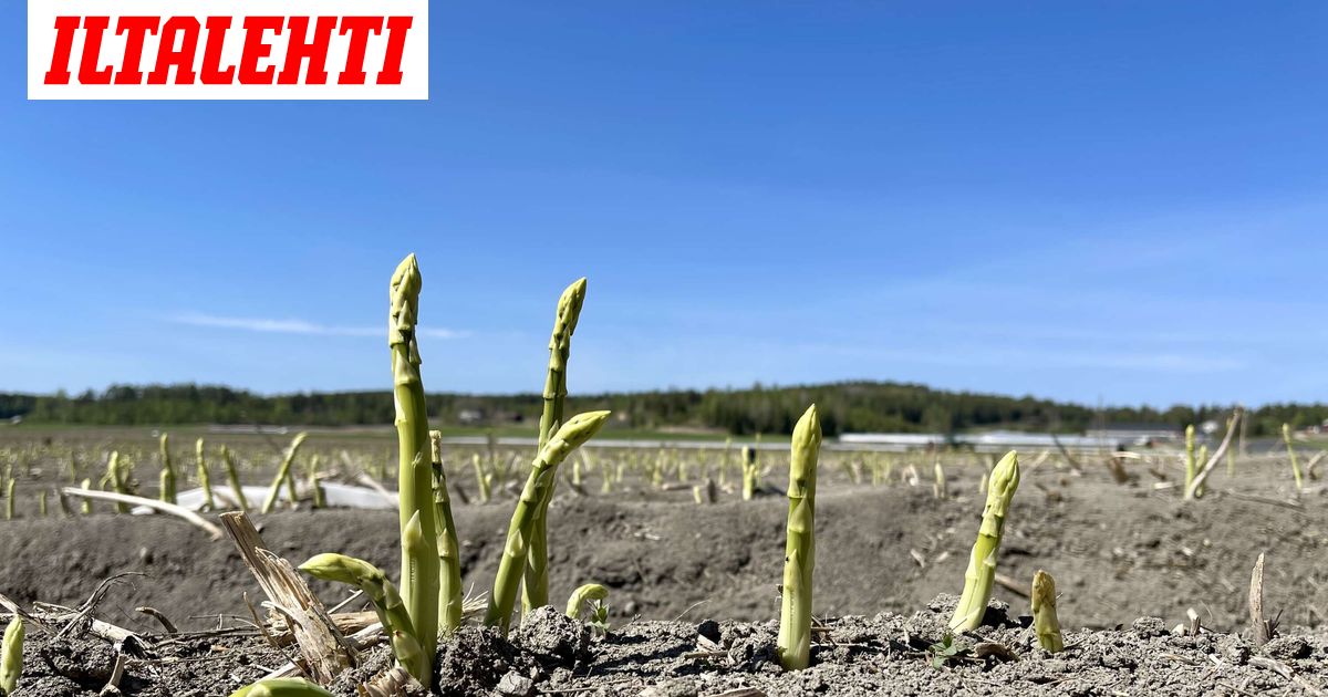 www.iltalehti.fi
