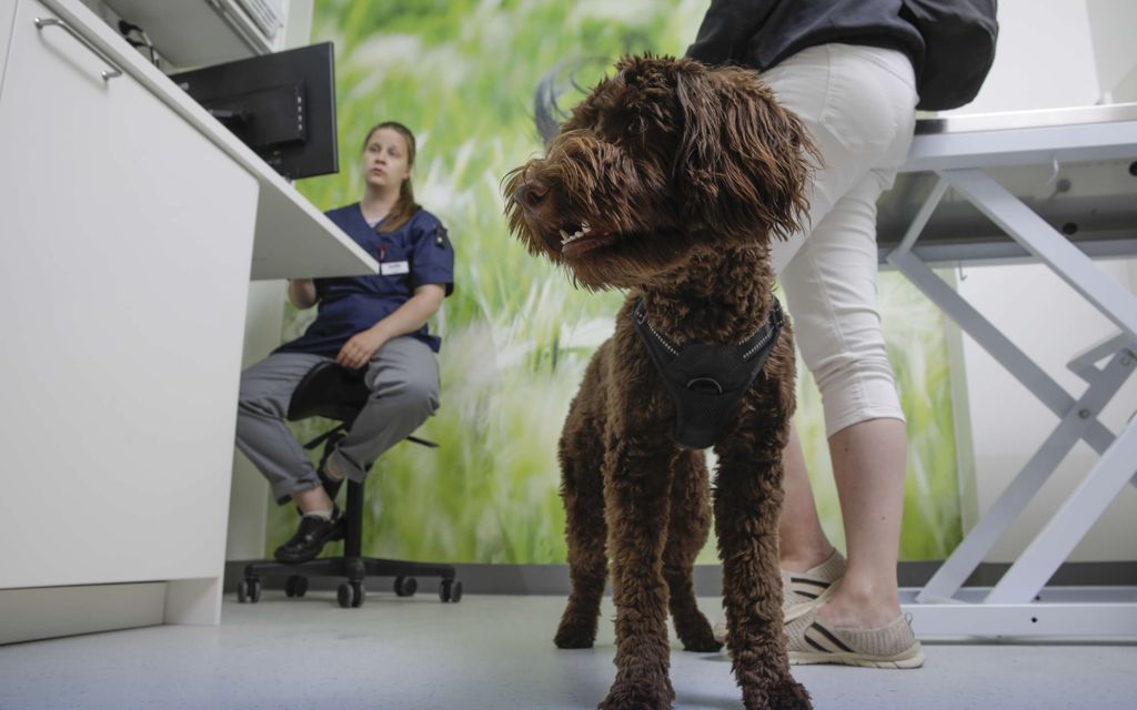 Pet owner, beware of this danger - An exceptionally dark spring