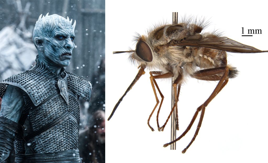 Australiasta löydetty hyönteinen muuttaa muut ötökät zombeiksi – karsea elukka nimettiin Game of Thrones -pahiksen mukaan