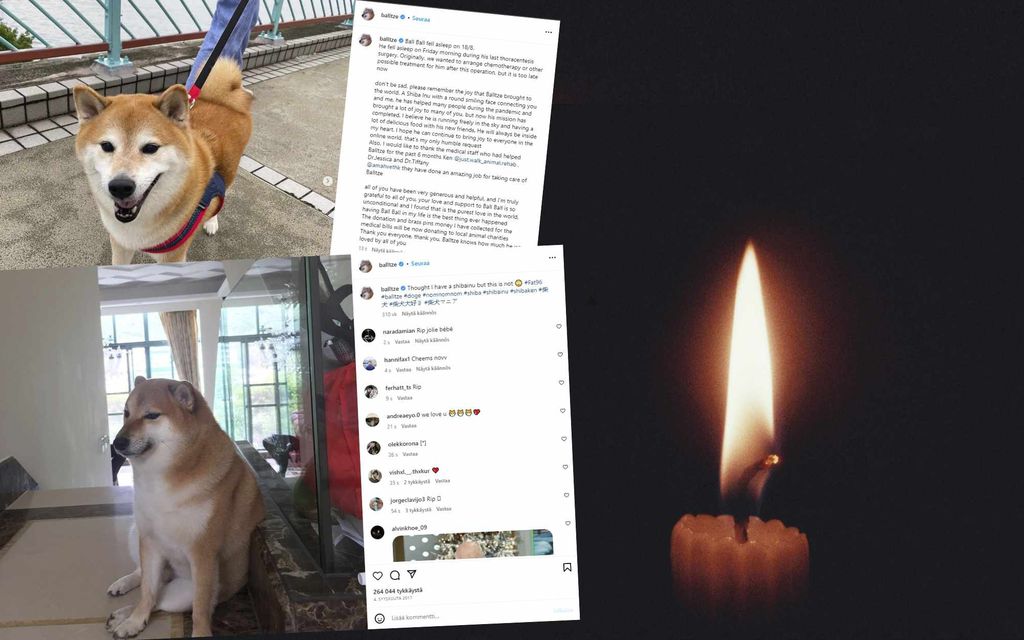 Kuuluisasta Cheems-meemistä tuttu Balltze-koira on kuollut