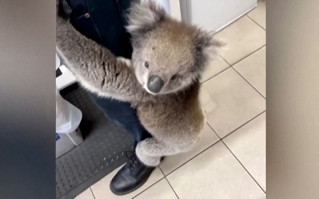 Utelias koala tallusteli rennosti huoltoaseman ovista sisään – Työntekijä ei osannut aavistaa, mitä tapahtui seuraavaksi