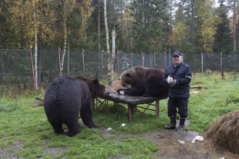 Avi: Kuusamon Suurpetokeskus Ei Ole Hankkinut Hoitoa Kaikille Eläimille