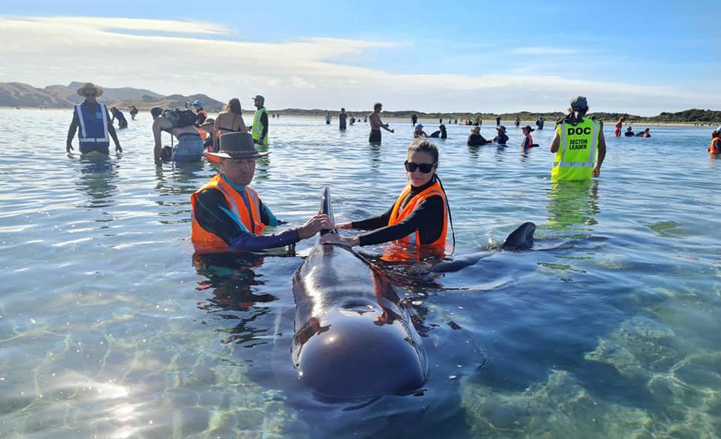 Rannalle juuttuneet valaat pelastettiin Uudessa-Seelannissa – uivat takaisin