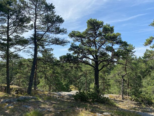 Ulko-Tammiossa on sekä lehtomaista metsää että kuivempaa, kallioista maastoa.