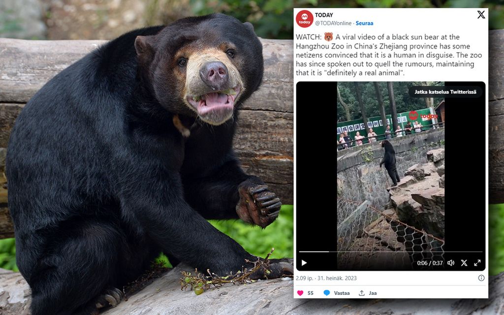 Karhut eivät ole ihmisiä karhupuvuissa, vakuuttaa kiinalainen eläintarha