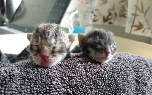 Pentuja odottanut Daria-kissa pelastettiin täpärästi kylmästä, ei kyennyt hoitamaan pienokaisia - kissaongelma paisuu hälyttävästi Pirkanmaalla