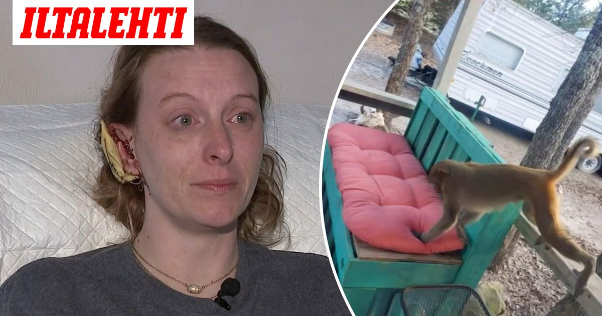 Lemmikkiapina hyökkäsi naisen kimppuun Yhdysvalloissa – Yritti repiä ...