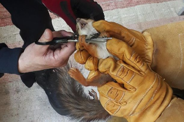 Parvekkeen suojaverkko kietoutui pahemman kerran kolmannen kerroksen parvekkeelle kiivenneen oravan kaulaan. Pelastusoperaatioon tarvittiin paksut hanskat ja sakset. 