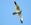 Arosuohaukkakoiras on helppo tuntea, jos sen ehtii nähdä kunnolla. Se on hyvin vaalea, lentää kevyesti kuin lokki, ja sen siiven musta alue on kapea kiila.