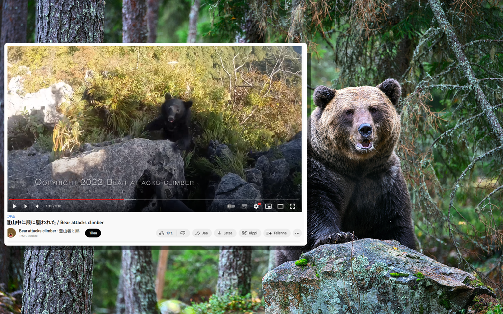 Uskomaton kamppailu miehen ja karhun välillä Japanissa tallentui videolle