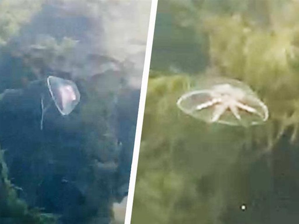 Suuri määrä meduusoja hämmästytti Hangossa – ”Saapuvat rantaan kuolemaan”