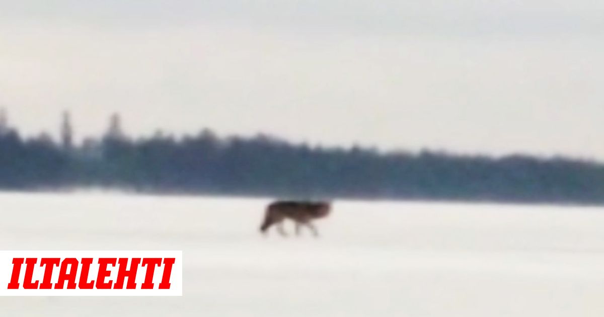 porno teini susiMILF orgia porno putki