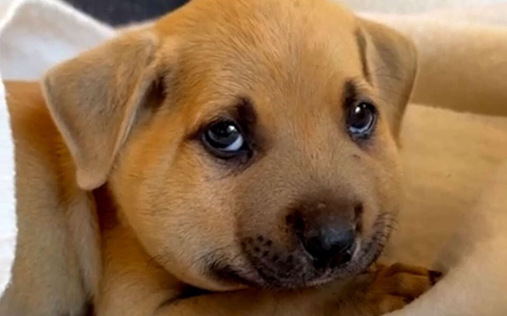 Herhiläinen pisti koiranpentua kuonoon Yhdysvalloissa – Video särkee sydämen
