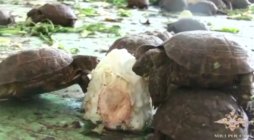 Venäjä takavarikoi salakuljettajilta yli 4000 uhanalaista kilpikonnaa – väitettiin kaaliksi