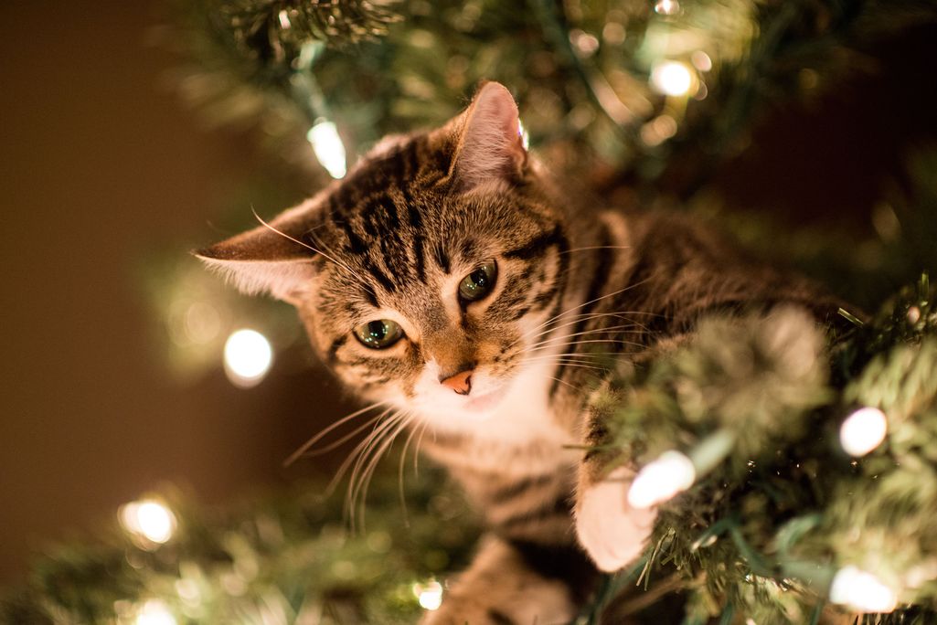 Eläinsuojelun kissat saivat jouluksi vapaaehtoisen pilkkimää silakkaa – katso vinkit lemmikin joulunviettoon
