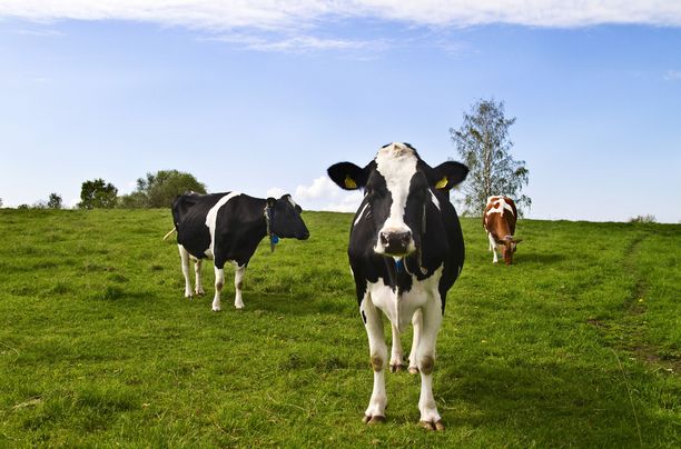 Juustoportin ja Valion käsitykset ”vapaan lehmän maidon” kriteereistä eroavat merkittävästi toisistaan. Kuvituskuva.