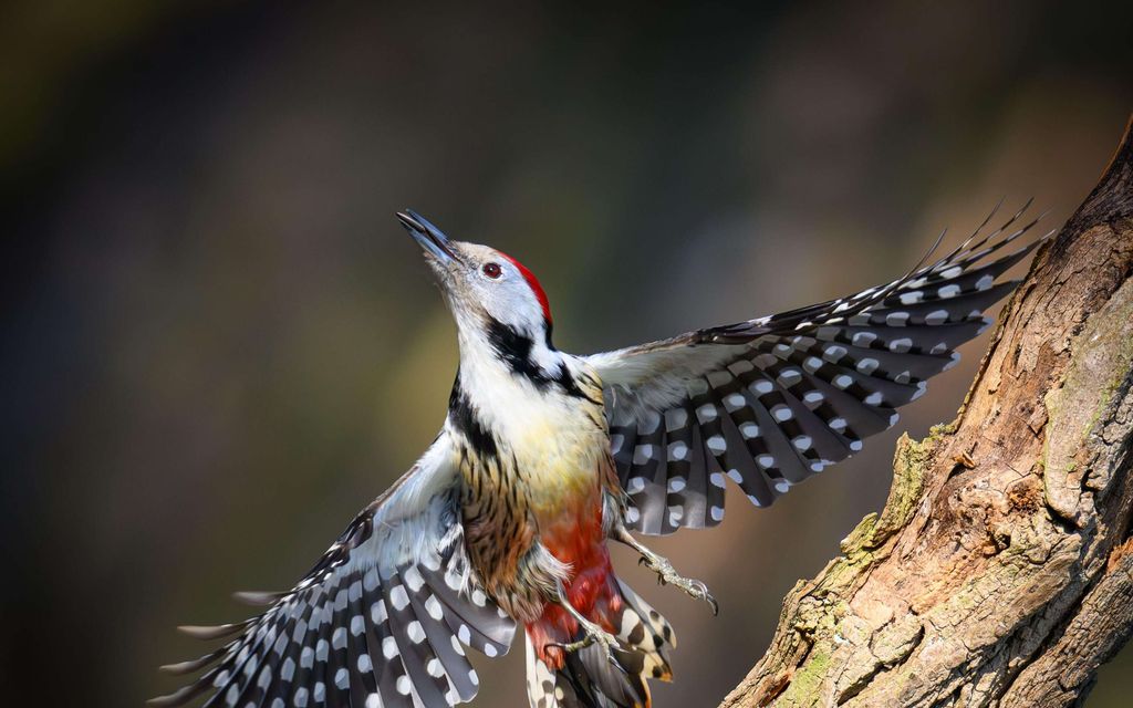 Tätä otusta ei ole nähty Suomessa 15 vuoteen – Bongattiin nyt Kiteeltä