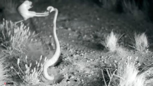 käärme suku puoli videopieni musta Pussy videot