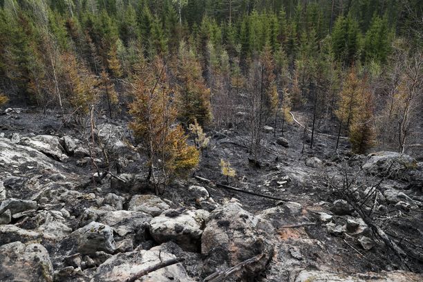 Maastopaloista voi koitua suuriakin tuhoja. Kangasaalan ja Lempäälän maastopalot veivät paljon metsää vuonna 2017.