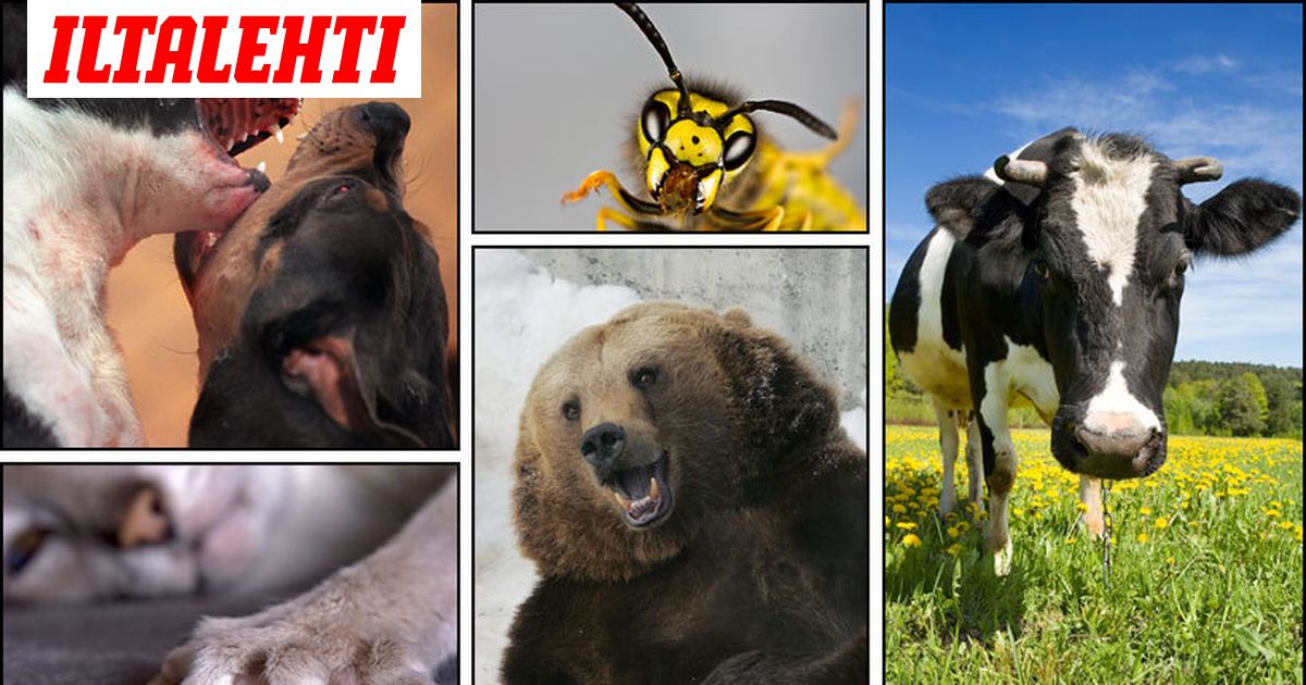 Share 19 kuva suomen tappavimmat eläimet