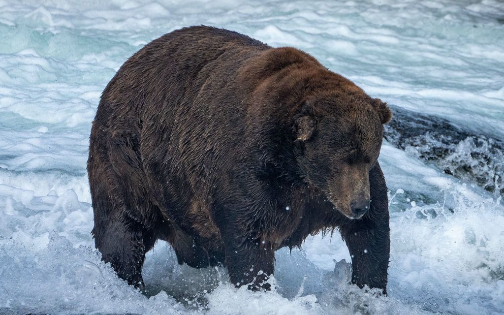 Lihavat karhut uhkaavat joutua USA:n kongressin sekoilun uhreiksi
