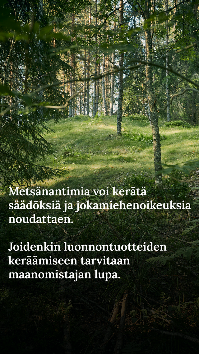 Näistä Metsänantimista Voit Tienata Rahaa | Iltalehti