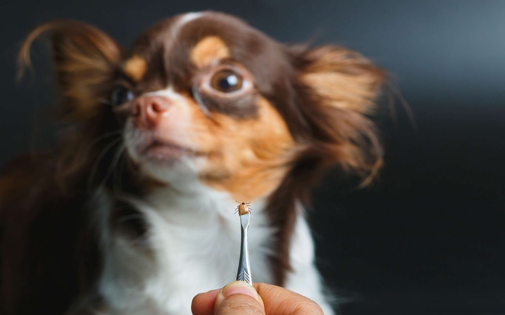 Borrelioositartunnat: Ennätys