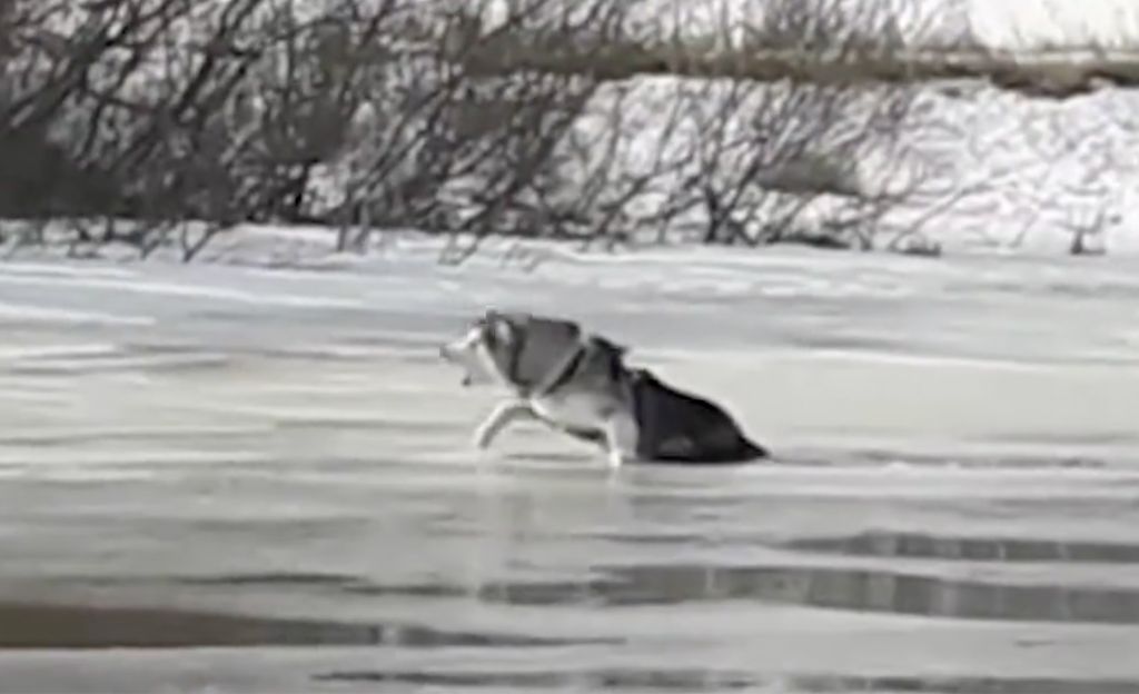 Jäihin pudonneen koiran hätähuuto särkee sydämen – pelastus­operaatiolla onnellinen loppu