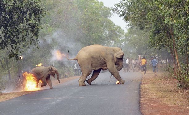 Kyläläiset ovat vihaisia norsuille, koska ne tuhoavat viljelmiä. Toisaalta ihmiset ovat tuhonneet niiden luontaiset asuinalueet.