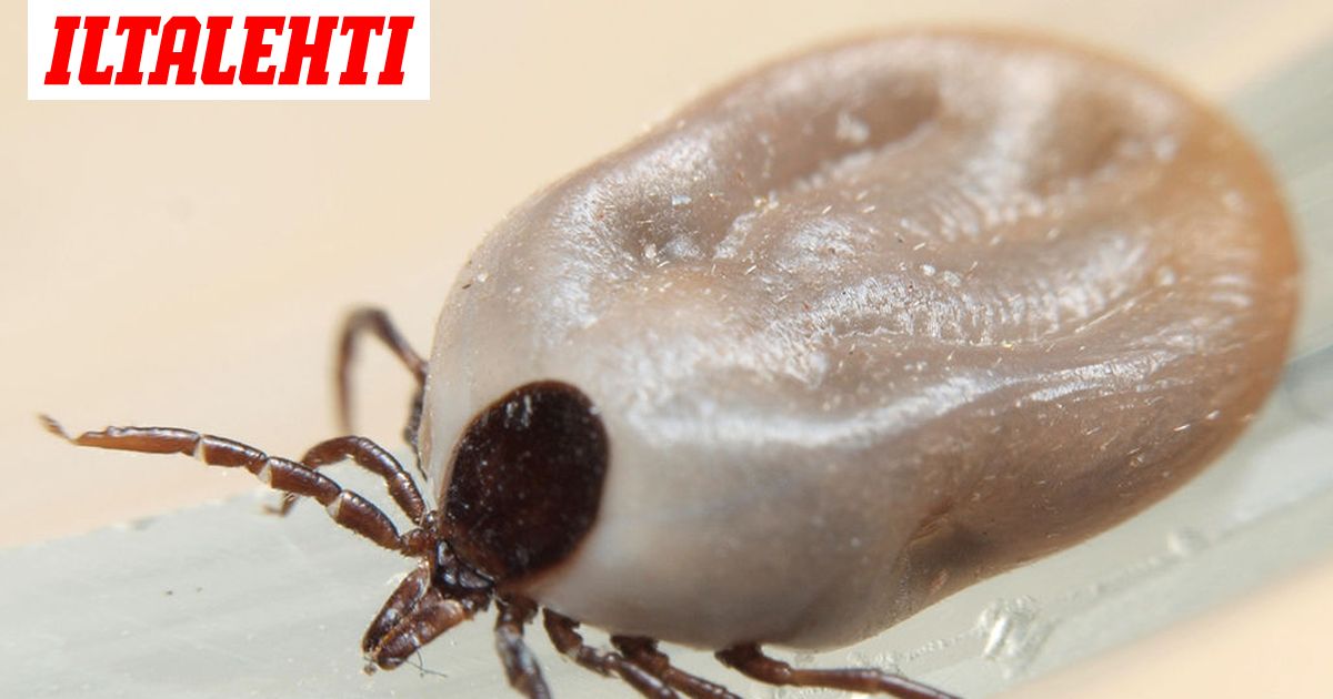 Laakarin Ohjeet Tarkkaile Naita Oireita Punkin Pureman Jalkeen