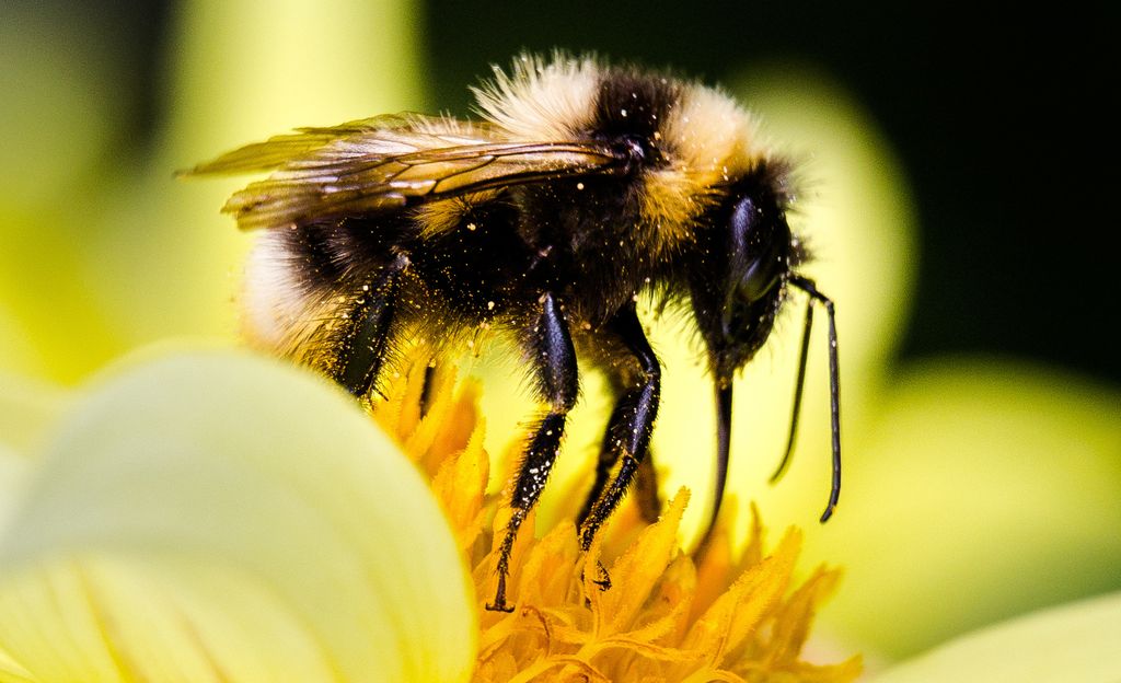Kasveillakin on kuuloaisti: kukat kuulevat mehiläisen lähestymisen ja alkavat erittää makeaa mettä