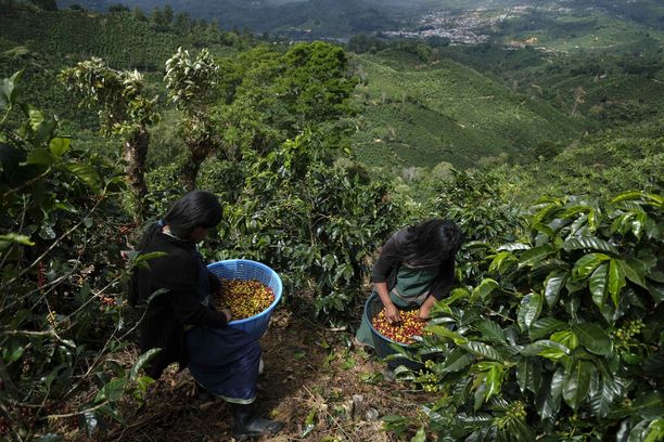 Panamalaiset kausityöntekijät keräsivät kahvipapuja Costa Ricassa joulukuussa 2019.