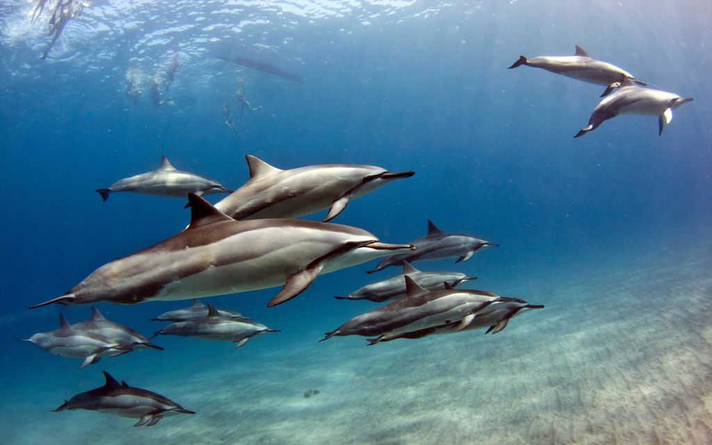 Dokumentissa delfiinien raakaa ryhmäseksiä – Katsojat raivostuivat Uudessa-Seelannissa