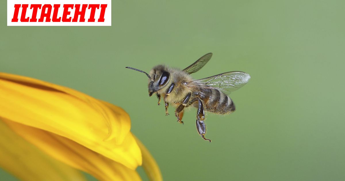 Mehiläisten hyökkäys: ohiolaismies sai 20 000 pistosta, vaivutettiin koomaan