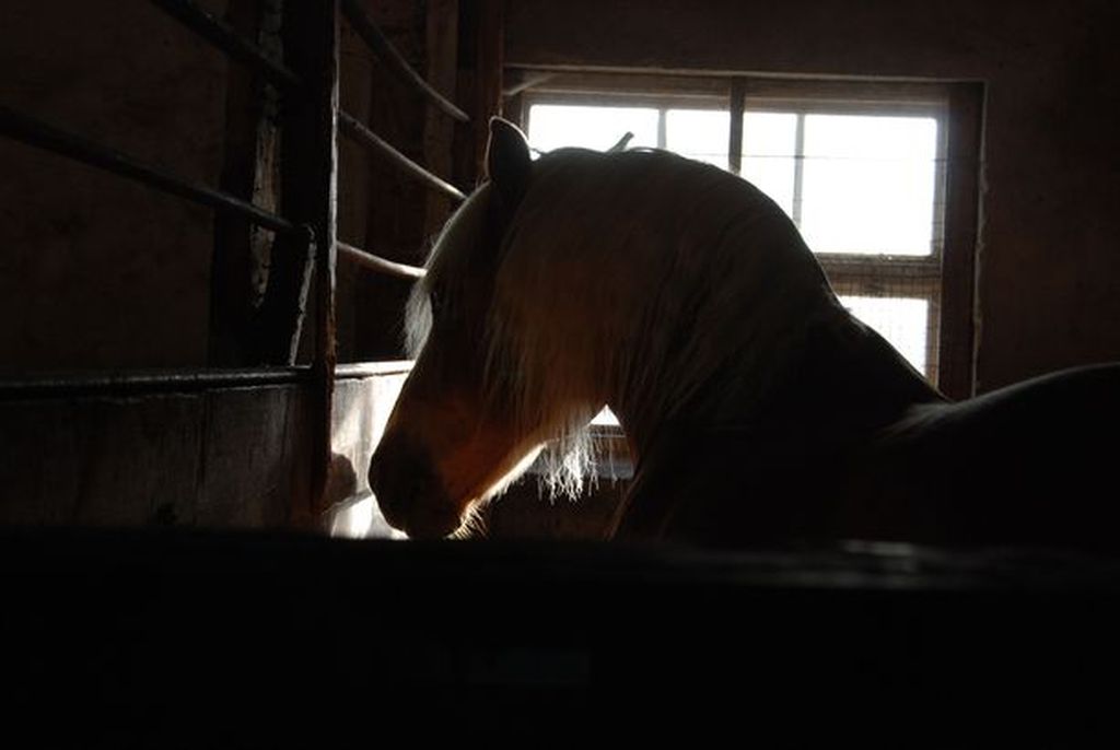 Eläimiinsekaantuja tunkeutui hevostallille, kohteeksi valikoitunut hevonen sairastui - omistaja kertoo uudesta kodista: ”kotieläintilalla lasten taputeltavana”