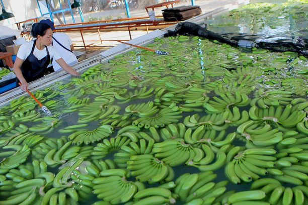 Työntekijät pesevät banaaneja Filippiineillä. 